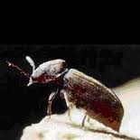 Wood beetle